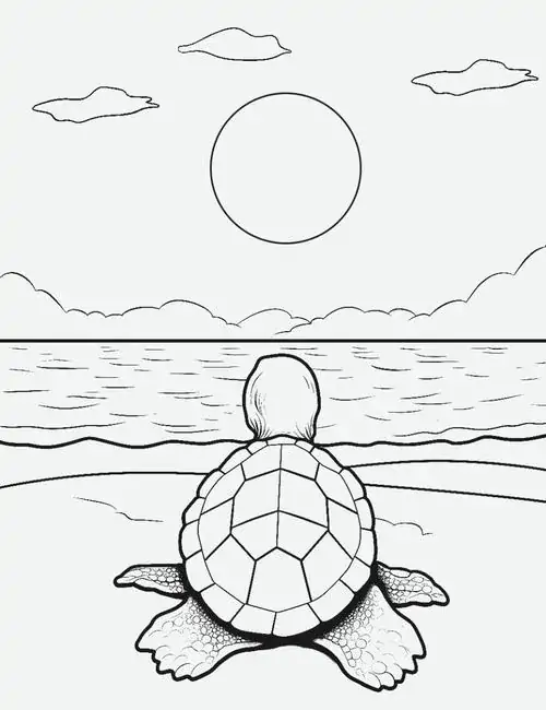 Chú rùa nhỏ ngồi lặng lẽ trên bãi cát nhìn về phía mặt trời đang tỏa nắng rực rỡ nơi đường chân trời xa xăm của biển cả bao la.