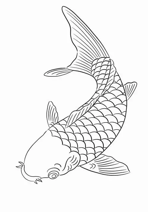 Chú cá chép kính với bộ vây ngực mở rộng như đôi cánh đang nhẹ nhàng lướt đi trong làn nước ấm áp của mùa xuân.