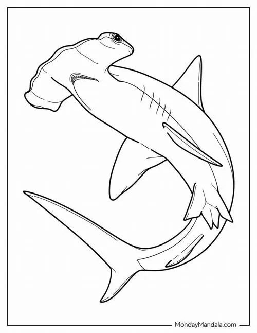 Chú cá nhám đầu búa có hình dáng độc đáo đang lướt đi nhẹ nhàng giữa làn nước tạo nên một bản phác thảo cá mập cho bé đầy thú vị