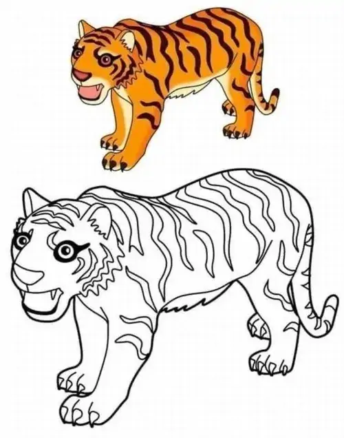 Mẫu vẽ có sẵn hình minh họa màu cam rực rỡ để bé dễ dàng bắt chước tô theo cho chú hổ đang bước đi với móng vuốt sắc.