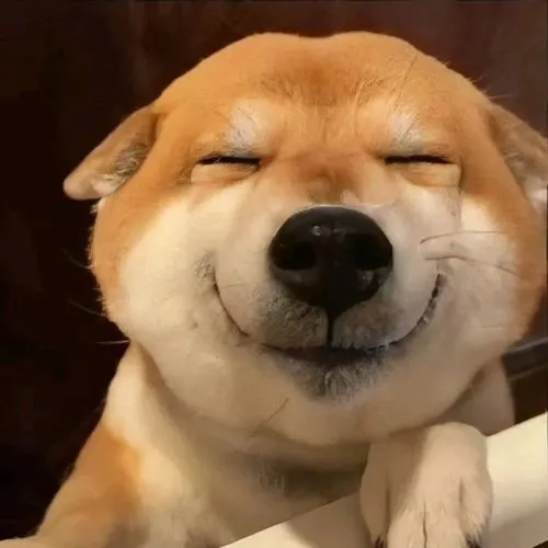 anh profile cho shiba ngau va tau hai 3