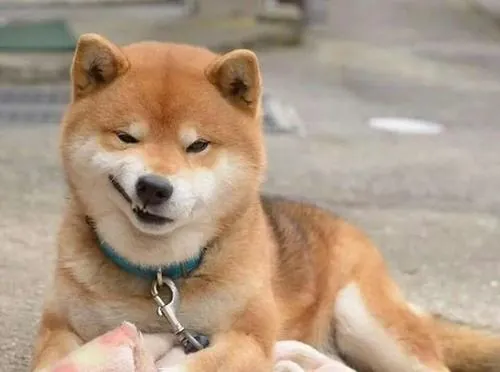 anh profile cho shiba ngau va tau hai 4