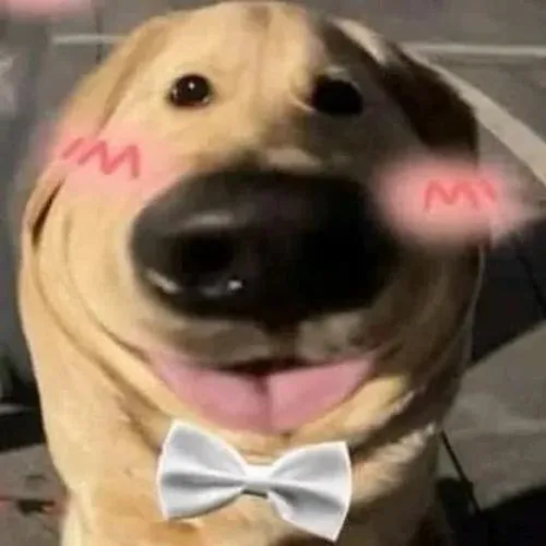 anh profile cho shiba ngau va tau hai 6