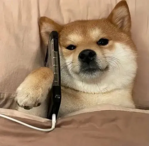 Cún Shiba Inu đội kính bơi xanh nằm trên ghế, lông cam nổi bật và mặt bình thản khiến ảnh nhìn vừa lạ vừa vui