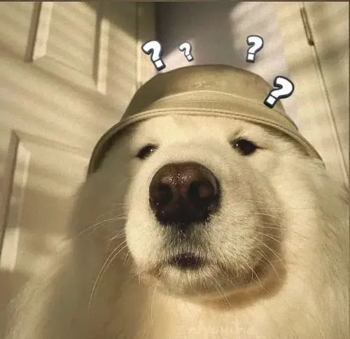 Ảnh hồ sơ chó Shiba Inu đeo khăn cổ đỏ trước nền xanh, mắt liếc ngang như đang phán xét người chụp đầy hài hước