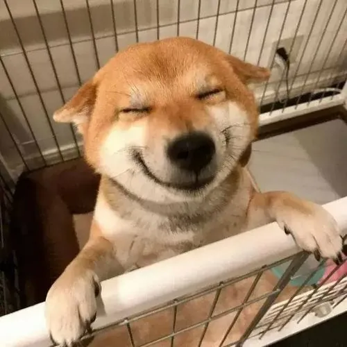 Chó Shiba Inu bám tay lên thanh gỗ, mắt nhắm miệng cười híp khiến bức ảnh có độ tươi vui rất tự nhiên