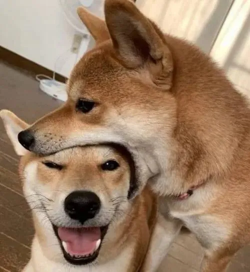 Hình đại diện hai chú Shiba Inu nằm chồng mặt nhau, một cún cười toe còn cún kia cúi xuống liếm nhẹ đầy thân thiết