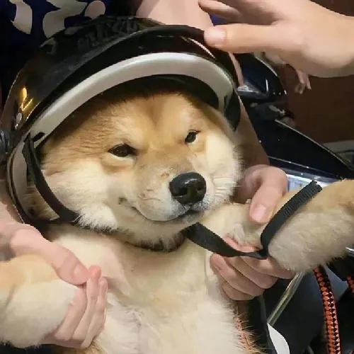 Hình profile chó Shiba Inu đội mũ bảo hiểm, mắt nhắm lim dim khi được vuốt đầu tạo khoảnh khắc thư giãn rất buồn cười