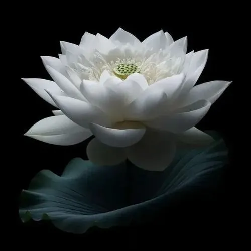 bo anh profile chia buon sen trang nen xam dam mang ve thanh tinh va u buon 7